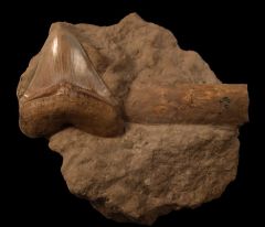 Sharktooth Hill Megalodon tooth for sale | Buried Treasure Fossils