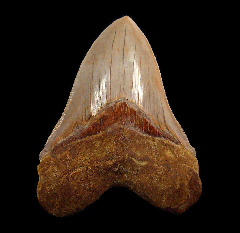 Sharktooth Hill Megalodon tooth for sale | Buried Treasure Fossils