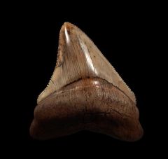 Real Sharktooth Hill Megalodon tooth for sale | Buried Treasure Fossils