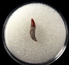 Real Bakersfield Dolphin Tooth for sale | Buried Treasure Fossils