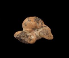 Quality Bakersfield Dolphin ear bone  for sale | Buried Treasure Fossils