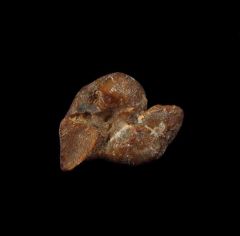 Quality Bakersfield Dolphin ear bone  for sale | Buried Treasure Fossils