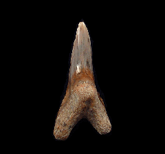 Large Sharktooth Hill Hemipristis tooth for sale | Buried Treasure Fossils