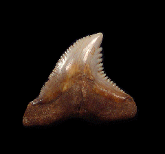 Sharktooth Hill Hemipristis serra tooth for sale | Buried Treasure Fossils