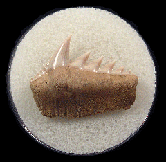 Sharktooth Hill Hexanchus tooth for sale |Buried Treasure Fossils