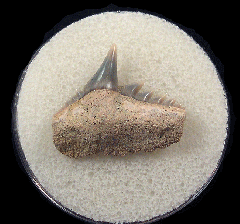 Bakersfield Hexanchus tooth for sale |Buried Treasure Fossils