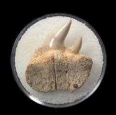 Hexanchus andersoni upper jaw tooth for sale |Buried Treasure Fossils