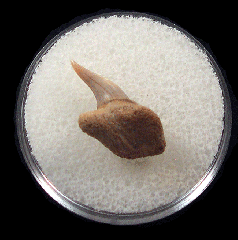 Hexanchus andersoni tooth |Buried Treasure Fossils