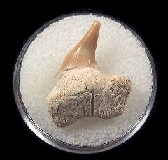 Round Mountain Silt Cow shark tooth for sale |Buried Treasure Fossils