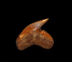 Galeocerdo contortus