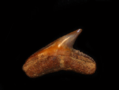 Galeocerdo contortus