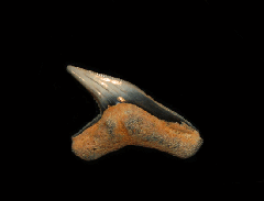 Galeocerdo contortus