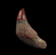 Real Sharktooth Hill Prosqualodon tooth for sale | Buried Treasure Fossils