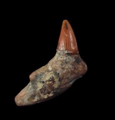 Rare California Prosqualodon tooth for sale | Buried Treasure Fossils