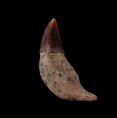 Rare California Prosqualodon tooth for sale | Buried Treasure Fossils