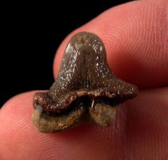 Largest Ptychodus whipplei tooth for sale | Buried Treasure Fossils