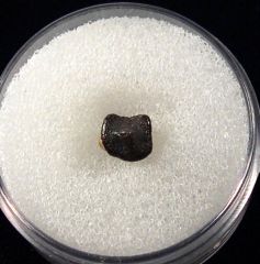 Real Ptychodus whipplei tooth for sale | Buried Treasure Fossils