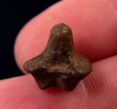 Texas Ptychodus whipplei tooth | Buried Treasure Fossils