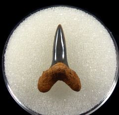 Cretolamna appendiculata tooth for sale | Buried Treasure Fossils