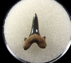 Cretolamna appendiculata tooth for sale | Buried Treasure Fossils