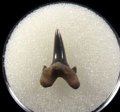 Paw Paw Cretolamna appendiculata tooth for sale | Buried Treasure Fossils