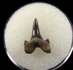 Woodbine Cretolamna appendiculata tooth for sale | Buried Treasure Fossils