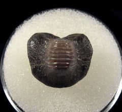 Texas Ptychodus anonymus tooth for sale | Buried Treasure Fossils