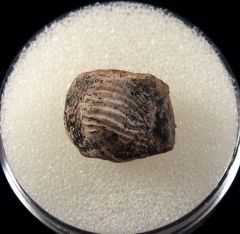 Real Ptychodus anonymus tooth for sale | Buried Treasure Fossils