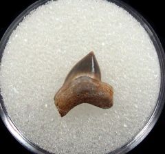 Real Squalicorax falcatus tooth for sale | Buried Treasure Fossils