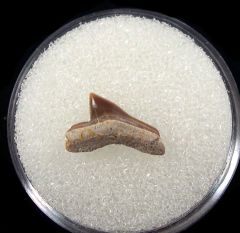 Real Squalicorax falcatus tooth for sale | Buried Treasure Fossils