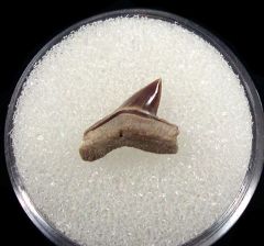 Real Squalicorax falcatus tooth for sale | Buried Treasure Fossils