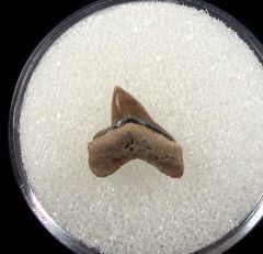 Real Squalicorax falcatus tooth for sale | Buried Treasure Fossils