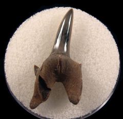 Paw Paw Leptostyrax macrorhiza tooth for sale | Buried Treasure Fossils