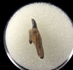 Real Texas Leptostyrax tooth for sale | Buried Treasure Fossils