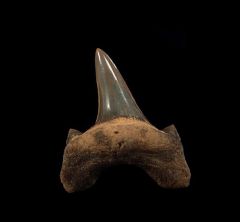 Cretaceous Cretodus crassidens tooth for sale | Buried Treasure Fossils