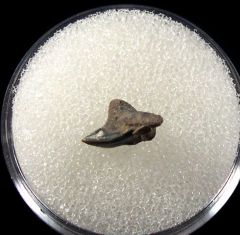 Cretaceous Paraisurus compressus tooth for sale | Buried Treasure Fossils