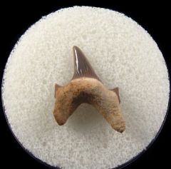 Paw Paw Protolamna tooth for sale | Buried Treasure Fossils