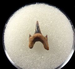 Dallas Protolamna tooth for sale | Buried Treasure Fossils