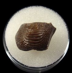 Texas Ptychodus polygyrus tooth for sale | Buried Treasure Fossils