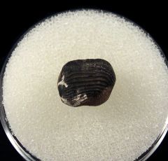 Eagle Ford Ptychodus polygyrus tooth for sale | Buried Treasure Fossils