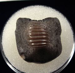 Texas Ptychodus mammillaris tooth for sale | Buried Treasure Fossils