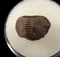 Ptychodus mammillaris tooth | Buried Treasure Fossils