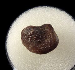 Eagle Ford Ptychodus mammillaris tooth for sale | Buried Treasure Fossils