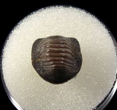 Cretaceous Ptychodus mammillaris tooth for sale | Buried Treasure Fossils