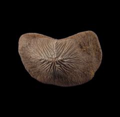 Ptychodus mortoni tooth for sale | Buried Treasure Fossils