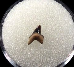 Fort Worth Squalicorax pawpawensis tooth for sale | Buried Treasure Fossils