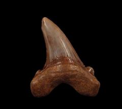 Otodus auriculatus tooth from Togo | Buried Treasure Fossils