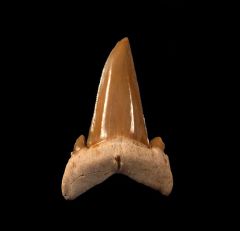 Togo Serratolamna koerti tooth for sale | Buried Treasure Fossils