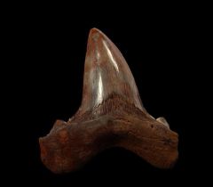 Rare Virginia Otodus auriculatus tooth for sale | Buried Treasure Fossils