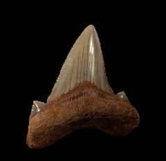 Virginia Otodus auriculatus tooth for sale | Buried Treasure Fossils